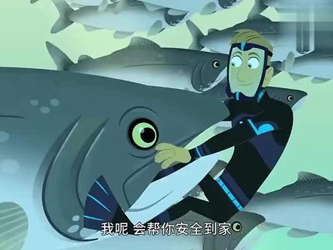 鲨鱼最新爆料视频下载免费